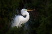 Great-Egret;Egret;Ardea-alba;One;avifauna;bird;birds;feather;feathered;feathers;